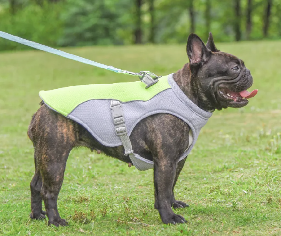 Dog wearing Cool Paws cooling vest