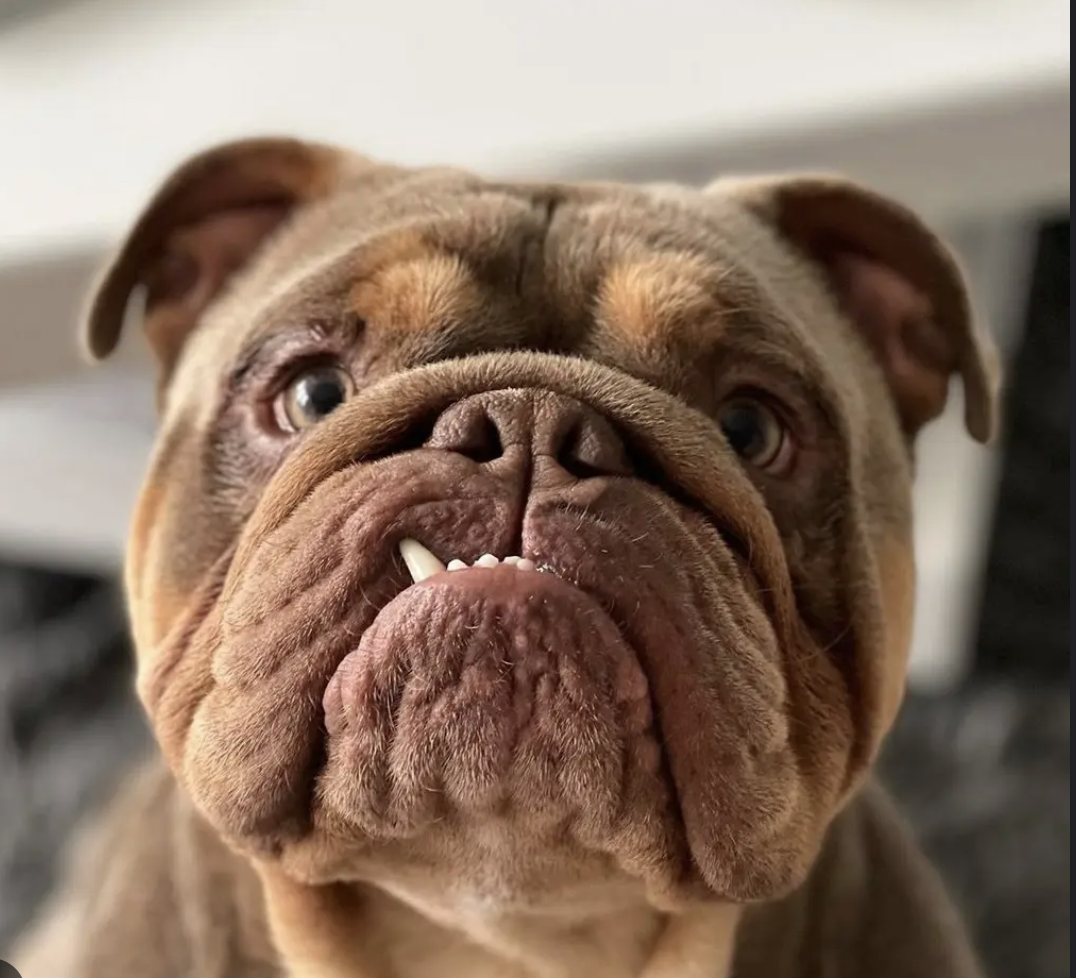 Bulldogs