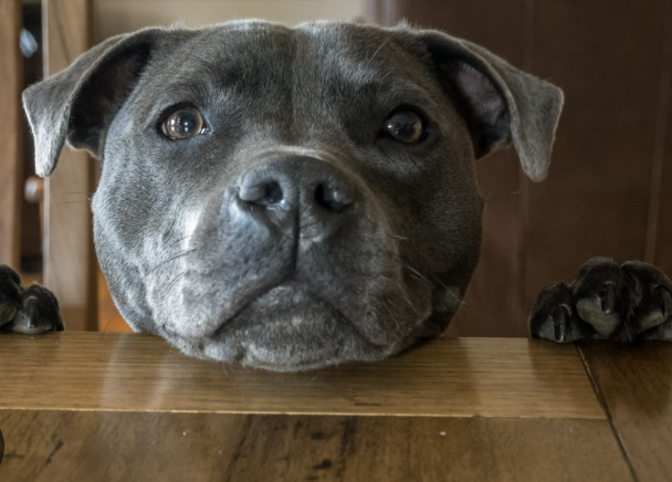 Staffies