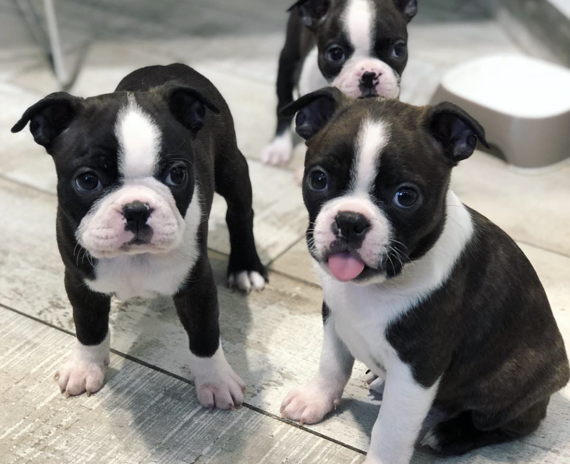 Boston Terriers